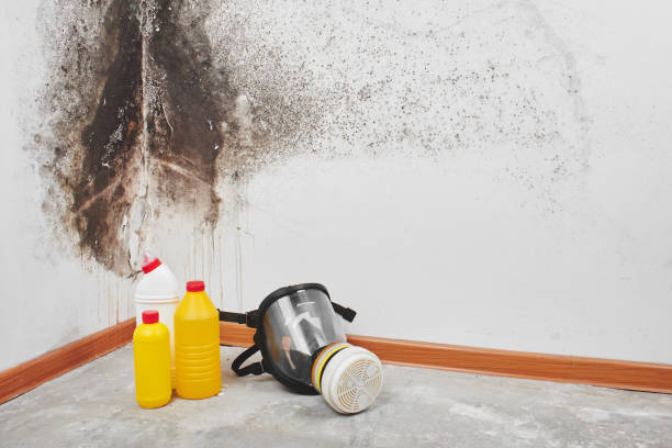 Best Emergency Mold Removal  in Laurel Lake, NJ