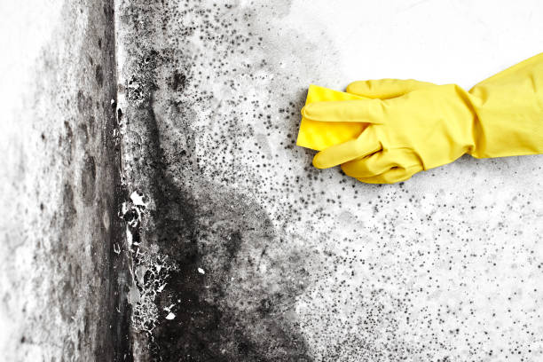 Best Office Mold Removal Services  in Laurel Lake, NJ