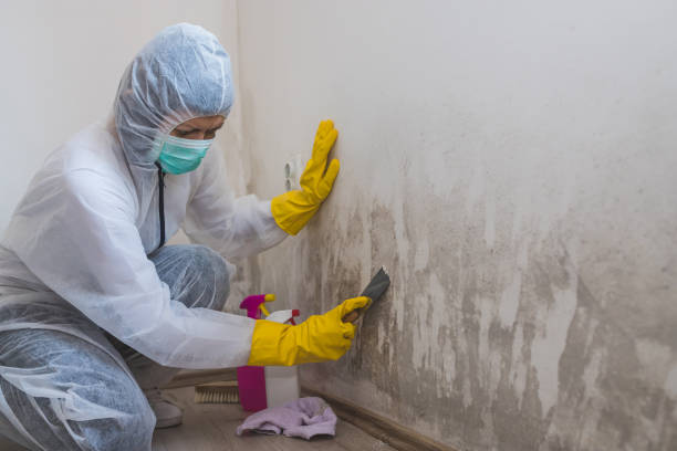 Best Mold Removal Process  in Laurel Lake, NJ