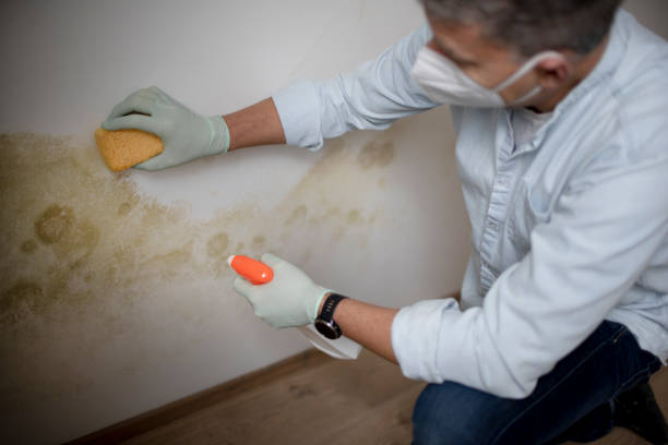 Best Crawl Space Mold Removal  in Laurel Lake, NJ