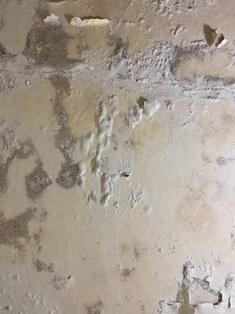 Crawl Space Mold Removal in Laurel Lake, NJ