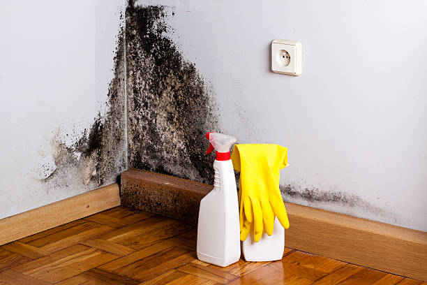 Best Professional Mold Removal  in Laurel Lake, NJ