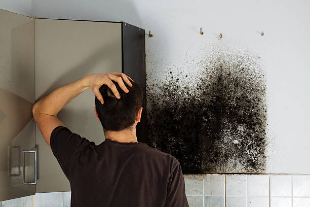 Mold Removal Process in Laurel Lake, NJ