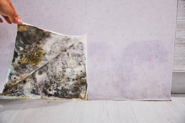Reliable Laurel Lake, NJ Mold Removal Solutions